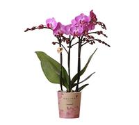 Kolibri Orchidées | Orchidée Phalaenopsis violet/rose - Mineral Vienne - Taille du pot Ø9cm | Plante d'intérieur à fleurs - Frais du cultivateur