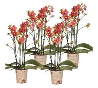 Kolibri Orchidées Phalaenopsis parfumées, orange, taille du pot : 12 cm de diamètre, plante d'intérieur à fleurs, fraîchement provenant d'un cultivateur