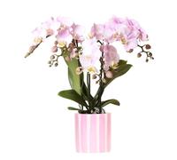 Kolibri Orchidées Phalaenopsis rose Portugal + pot à rayures peintes rose - Taille du pot Ø 9 cm | Plante d'intérieur à fleurs - Fraîche de l'éleveur