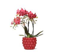 Kolibri Orchids - orchidée phalaenopsis rouge - Congo + pot décoratif à baies - taille de pot 9cm - hauteur 40cm - plante d'intérieur fleurie