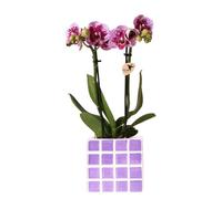 Kolibri Orchidées Phalaenopsis violet El Salvador + pot décoratif Mosa violet - Taille du pot Ø 9 cm - Plante d'intérieur à fleurs - Fraîche de l'éleveur