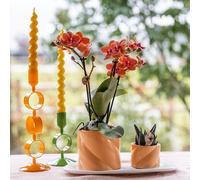 Kolibri Orchids Coffret cadeau Optimisme petite pêche plante verte avec orchidée Phalaenopsis orange en pots décoratifs Candy sur plateau blanc