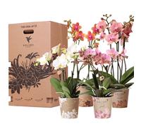 Kolibri Orchids Coffret surprise Mix Plantes Avantages - Coffret surprise avec 4 orchidées différentes 12cm