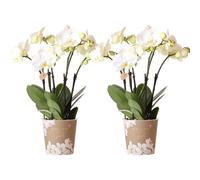 Kolibri Orchids combi deal de 2 orchidées Phalaenopsis blanches - taille de pot 12cm