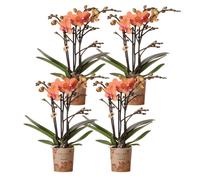 Kolibri Orchids COMBI DEAL de 4 orchidées Phalaenopsis orange - Bozen - Taille du pot 9 cm plante d'intérieur en fleurs - fraîche du producteur