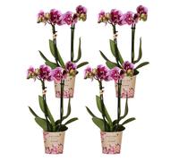 Kolibri Orchids | COMBI DEAL de 4 orchidées phalaenopsis rose-violet - El Salvador - pot Ø9cm | plante d'intérieur fleurie - frais du producteur