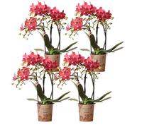 Kolibri Orchids COMBI DEAL de 4 orchidées Phalaenopsis rouges - Kongo - Taille du pot 9cm plante d'intérieur en fleurs - fraîche du producteur
