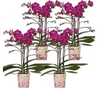 Kolibri Orchids | COMBI DEAL de 4 paires de phalaenopsis orchideeën - Morelia - potmaat Ø9cm | bloeiende kamerplant - vers van de kweker