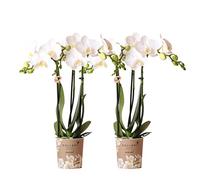 Kolibri Orchids Combi Deal Lot de 2 orchidées phalaenopsis blanches - Amabilis - Diamètre du pot : 9 cm - Plante d'intérieur à fleurs - Fraîcheur du producteur