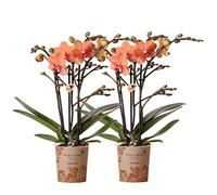 Kolibri Orchids Combi Deal Lot de 2 orchidées phalaenopsis orchidées orchidées Orange Diamètre 9 cm Plante d'intérieur à fleurs fraîches du producteur