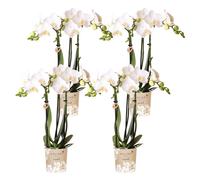 Kolibri Orchids | Combi Deal Of 4 White Phalaenopsis Orchids - Amabilis - Pot Size Ø9Cm | Flowering Houseplant - Fresh From The Grower