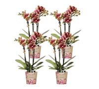 Kolibri Orchids | Combi Deal Of 4 Yellow Red Phalaenopsis Orchids - Spain - Pot Size Ø9Cm | Flowering Houseplant - Fresh From The Grower