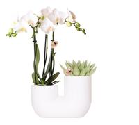 Kolibri Orchids - Ensemble d'orchidée amabilis blanche et plantes grasses dans un pot décoratif en tube blanc - Taille du pot : 9 cm de diamètre - Plante d'intérieur à fleurs - Fraîcheur de l'éleveur