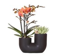 Kolibri Orchids - Ensemble d'orchidée Bolzano orange et succulente dans un pot tubulaire décoratif noir - Taille du pot : 9 cm de diamètre - Plante d'intérieur à fleurs - Fraîche de l'éleveur