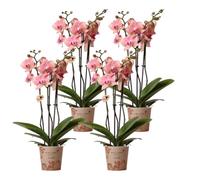 Kolibri Orchids | Offre combi de 4 orchidées Phalaenopsis - Picot pirate - Taille du pot Ø 12 cm | Plante d'intérieur fleurie - Frais de l'éleveur