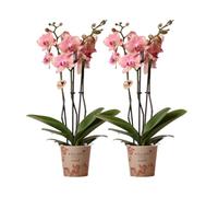 Kolibri Orchids | Offre combinée de 2 orchidées Phalaenopsis Pirate - Taille du pot Ø 12 cm | Plante d'intérieur à fleurs - Frais de l'éleveur