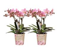 Kolibri Orchids offre combinée de 2 orchidées Phalaenopsis vieux rose - Treviso - taille de pot 12cm