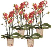 Kolibri Orchids offre combinée de 4 orchidées Phalaenopsis orange parfumées - taille de pot 12cm