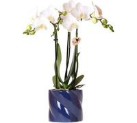 Kolibri Orchids orchidée blanche Amabilis + cache-pot Candy bleu - taille de pot 9cm