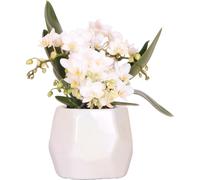 Kolibri Orchids | Orchidée blanche 'Nazaré' + pot décoratif Pearl Travertine - taille du pot Ø9cm | Plante d'intérieur à fleurs - Frais de l'horticulteur