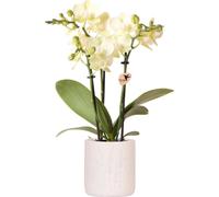 Kolibri Orchids | Orchidée jaune Mexico + pot décoratif floral bleu clair - taille du pot Ø9cm | Plante d'intérieur fleurie - Frais de l'horticulteur