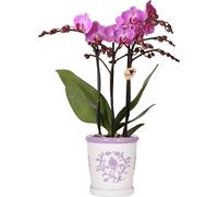 Kolibri Orchids | Orchidée lilas Vienna + pot décoratif Malaga lilas - taille du pot Ø9cm | Plante d'intérieur à fleurs - Frais de l'horticulteur