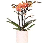 Kolibri Orchids Orchidée orange Bolzano + pot de fleurs Star Fish - taille du pot 9cm