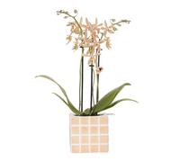 Kolibri Orchids | Orchidée orange 'Spider' + pot décoratif Mosa orange - taille de pot Ø9cm | Plante d'intérieur à fleurs - Frais de l'horticulteur