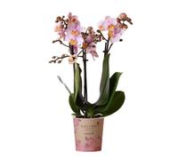 Kolibri Orchids | Orchidée papillon rose - Andorra - pot Ø9cm | plante d'intérieur à fleurs - frais du producteur
