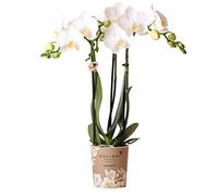 Kolibri Orchids | Orchidée Phalaenopsis - 40cm de haut - Ø9cm | blanc|