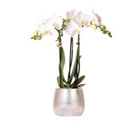 Kolibri Orchids - orchidée Phalaenopsis blanche - Amabilis + pot Elite argenté- taille du pot 9cm - hauteur 35cm - plante d'intérieur à fleurs
