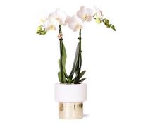 Kolibri Orchids - Orchidée Phalaenopsis blanche - Amabilis + pot Elite Gold - taille du pot 9cm - hauteur 35cm - plante d'intérieur à fleurs
