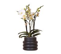 Kolibri Orchids | Orchidée Phalaenopsis blanche - Lausanne + pot de fleurs noir- taille du pot Ø9cm | plante d'intérieur à fleurs - fraîchement obtenue chez l'horticulteur