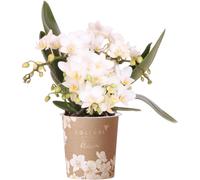 Kolibri Orchids | Orchidée Phalaenopsis blanche - Nazaré - Taille de pot Ø9cm | Plante d'intérieur à fleurs - Frais de l'horticulteur