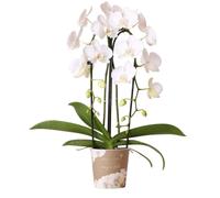 Kolibri Orchids | orchidée phalaenopsis blanche - Niagara Fall - taille de pot Ø12cm | plante d'intérieur à fleurs - frais du producteur