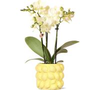 Kolibri Orchids - orchidée phalaenopsis jaune - Mexique - taille de pot 9cm - plante d'intérieur à fleurs - fraîchement obtenue chez l'horticulteur