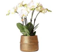 Kolibri Orchids | Orchidée Phalaenopsis Jewel Ghent blanche dans un pot décoratif Groove doré - taille du pot Ø12cm