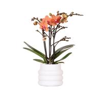 Kolibri Orchids | Orchidée Phalaenopsis orange - Mineral Bolzano + pot à bulles blanc - taille du pot Ø9cm | plante d'intérieur à fleurs - fraîcheur du cultivateur