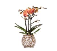 Kolibri Orchids - Orchidée Phalaenopsis Orange - Mineral Bolzano + Pot Safari - Taille du pot 9cm - Plante d'intérieur fleurie - fraîche du producteur