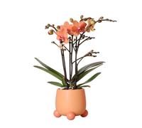 Kolibri Orchids - Orchidée Phalaenopsis orange - Mineral Bolzano + Rolling Peach - taille de pot 9cm - plante d'intérieur à fleurs