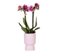 Kolibri Orchids - orchidée Phalaenopsis rose lilas - El Salvador + Diabolo rose - taille de pot 9cm - plante d'intérieur à fleurs - fraîchement obtenue chez l'horticulteur