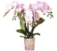 Kolibri Orchids Orchidée Phalaenopsis rose - Portugal - Taille de pot 9cm