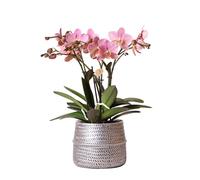 Kolibri Orchids Orchidée Phalaenopsis rose - Trévise, dans un pot Groove argenté, diamètre du pot : 12 cm - Hauteur 35 cm - Plante d'intérieur à fleurs dans un pot - Fraîche du producteur