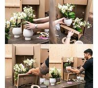 Kolibri Orchids - Orchidée Phalaenopsis rose - Treviso en pot Groove argenté - taille du pot 12cm - hauteur 35cm - plante d'intérieur à fleurs