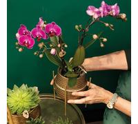 Kolibri Orchids - Orchidée Phalaenopsis rose - Treviso in Groove pot gold - Taille de pot 12cm - Hauteur 35cm - plante d'intérieur à fleurs