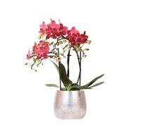 KOLIBRI Orchids - Orchidée Phalaenopsis rouge - Congo + Elite - Pot argenté - Diamètre du pot : 9 cm - Hauteur 40 cm - Plante d'intérieur à fleurs dans un pot de fleurs - Fraîcheur du producteur