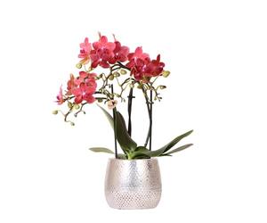 KOLIBRI Orchids - Orchidée Phalaenopsis rouge - Congo + Elite - Pot argenté - Diamètre du pot : 9 cm - Hauteur 40 cm - Plante d'intérieur à fleurs dans un pot de fleurs - Fraîcheur du producteur