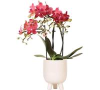 Kolibri Orchids - Orchidée Phalaenopsis rouge - Congo + pot en caoutchouc travertin - taille de pot 9cm - hauteur 40cm - plante d'intérieur fleurie