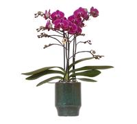 Kolibri Orchids | Orchidée Phalaenopsis violette - Morelia Classy vert- Taille du pot Ø9cm | plante d'intérieur à fleurs - fraîchement obtenue chez le producteur