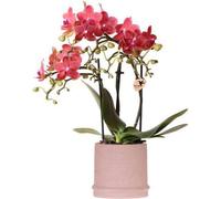 Kolibri Orchids Orchidée rouge Congo + Bali Zierpot Sand - taille de pot 9cm